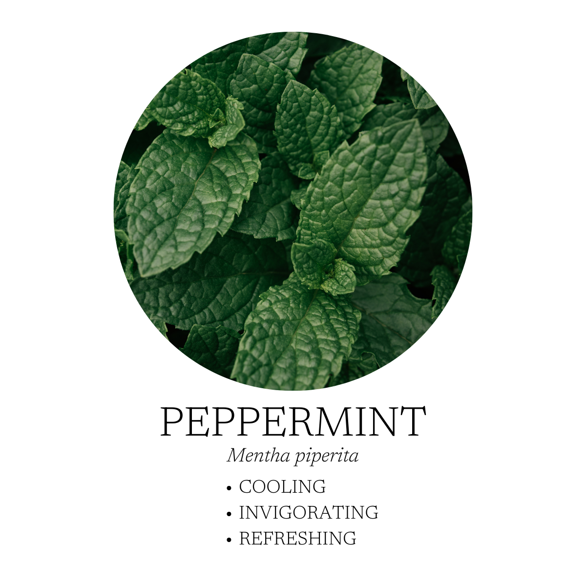 Mélange d'huiles essentielles Cozy 10 ml (0,3 fl oz)