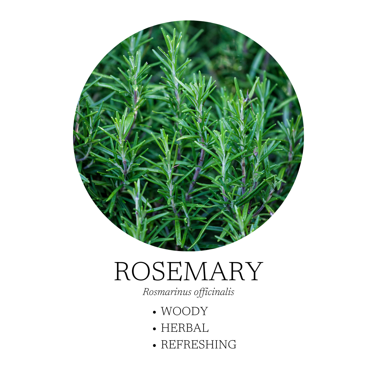 Mélange diffuseur d'huiles essentielles Coastal 10 ml (0,3 fl oz)