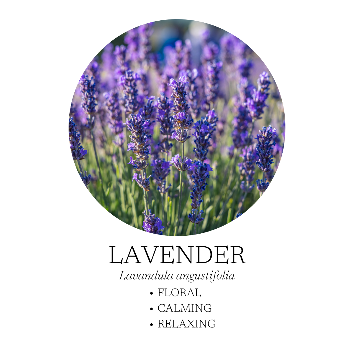 Mélange d'huiles essentielles rafraîchissant 10 ml